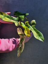 Super Rare Variegated Philodendron Florida Beauty x Billietiae - Best Gift Pant - Exact Same Plant - US Seller - Extremely Rare Live Plant