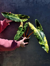 Variegated Philodendron Billietiae Live Plant - Rare Large Leaf Philodendron - Exact Same Plant - US Seller