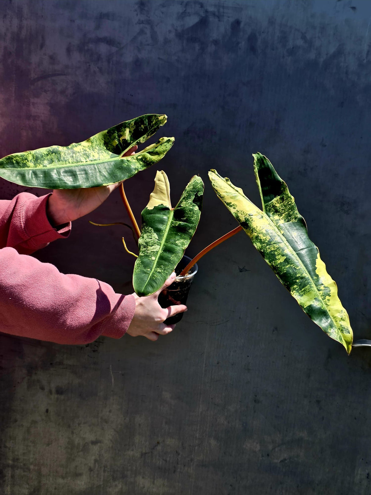 Variegated Philodendron Billietiae Live Plant - Rare Large Leaf Philodendron - Exact Same Plant - US Seller