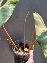 Variegated Philodendron Billietiae Live Plant - Rare Large Leaf Philodendron - Exact Same Plant - US Seller