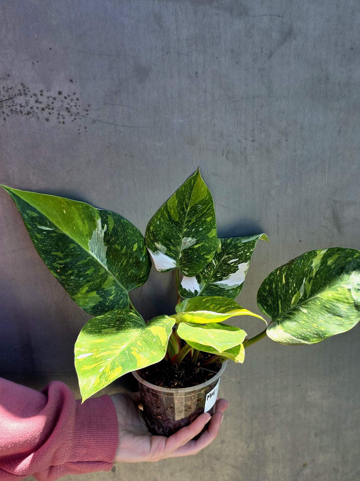 Variegated Philodendron White Princess Tricolor - Super Rare Live Collector Plant - Pink White Green Indoor Climbing Houseplant - US Seller