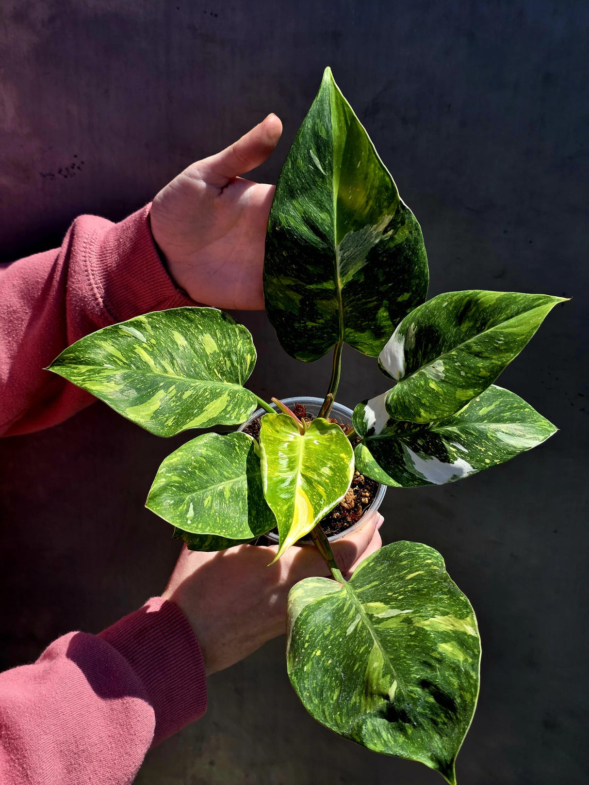 Variegated Philodendron White Princess Tricolor - Super Rare Live Collector Plant - Pink White Green Indoor Climbing Houseplant - US Seller