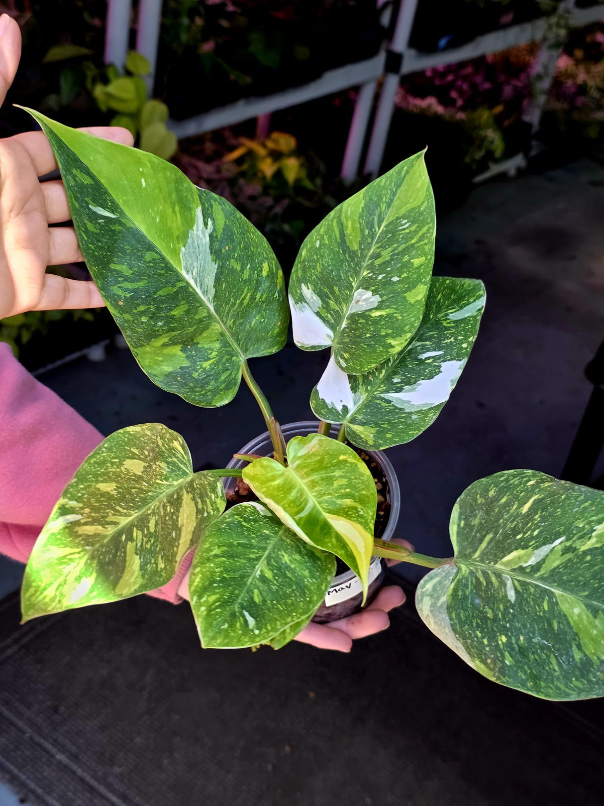 Variegated Philodendron White Princess Tricolor - Super Rare Live Collector Plant - Pink White Green Indoor Climbing Houseplant - US Seller