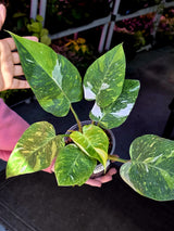 Variegated Philodendron White Princess Tricolor - Super Rare Live Collector Plant - Pink White Green Indoor Climbing Houseplant - US Seller