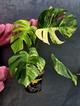 Monstera Aurea Variegated Borsigiana Live plant - Monstera Marmota Large Form - EXACT Same Plant - US Seller