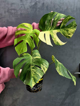 Monstera Aurea Variegated Borsigiana Live plant - Monstera Marmota Large Form - EXACT Same Plant - US Seller