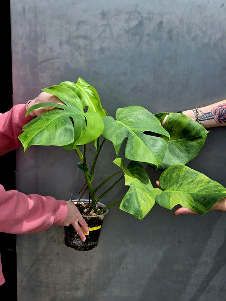 Super Rare Variegated Monstera Green on Green Plant - Variegated Monstera Top Cut Potted Plant - Collector's Indoor SAME Plant