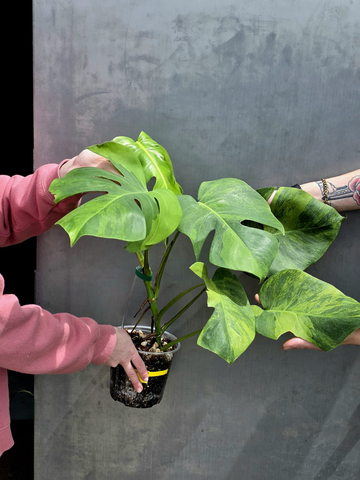 Super Rare Variegated Monstera Green on Green Plant - Variegated Monstera Top Cut Potted Plant - Collector's Indoor SAME Plant