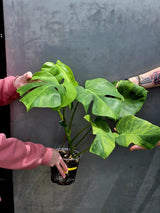 Super Rare Variegated Monstera Green on Green Plant - Variegated Monstera Top Cut Potted Plant - Collector's Indoor SAME Plant