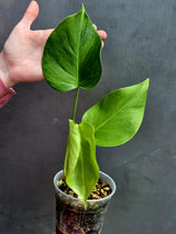 Super Rare Variegated Monstera Green on Green Plant - Variegated Monstera Top Cut Potted Plant - Collector's Indoor SAME Plant