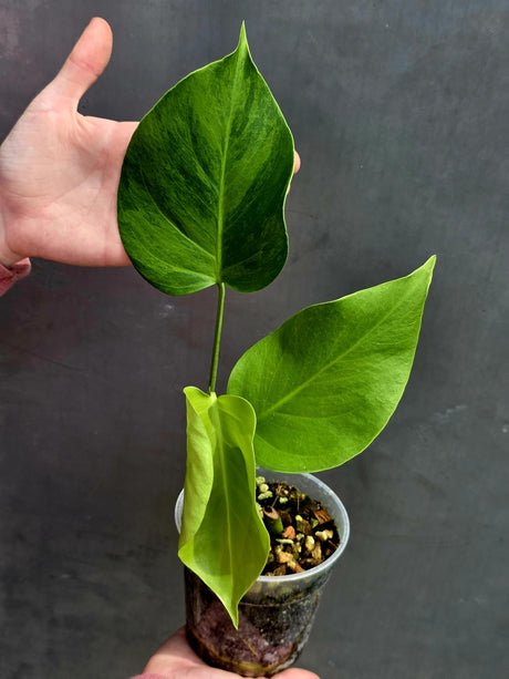 Super Rare Variegated Monstera Green on Green Plant - Variegated Monstera Top Cut Potted Plant - Collector's Indoor SAME Plant