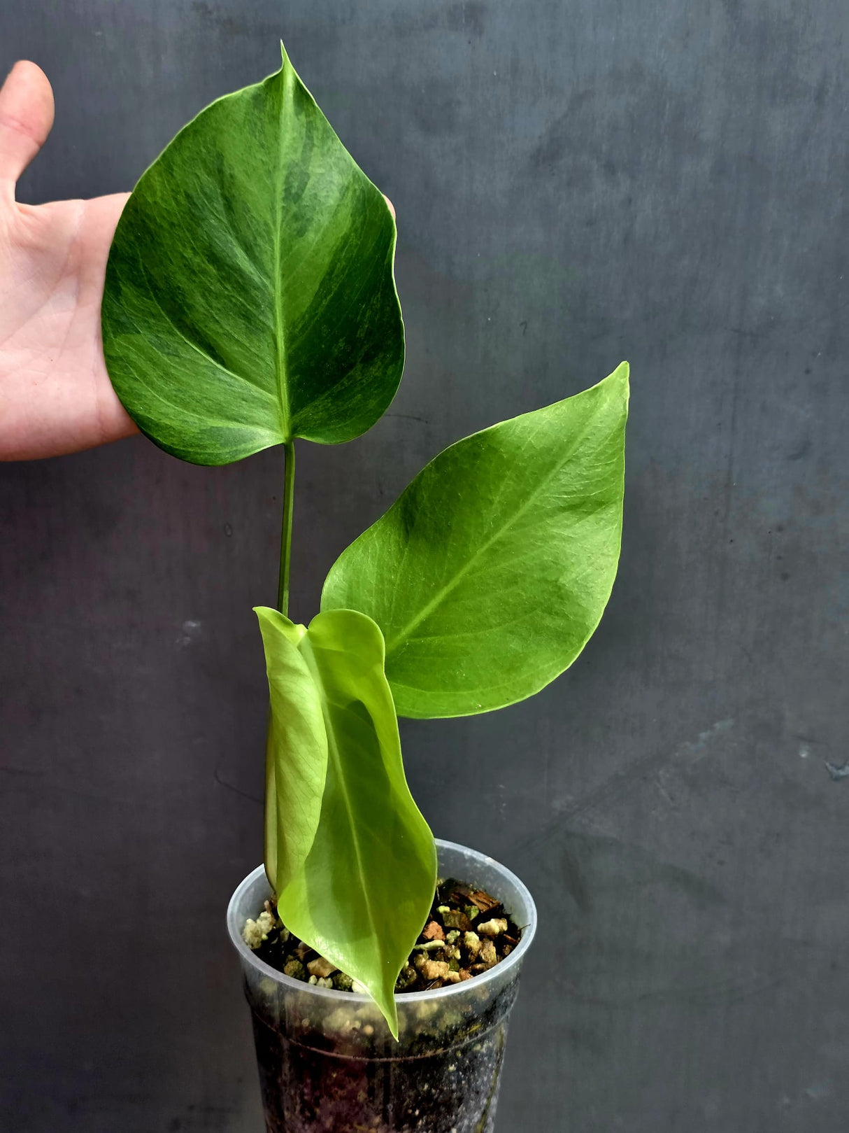 Super Rare Variegated Monstera Green on Green Plant - Variegated Monstera Top Cut Potted Plant - Collector's Indoor SAME Plant