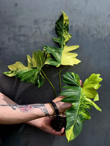 Rare Variegated Philodendron Florida Beauty x Mayoi - Live Plant - Exact Plant - US SELLER