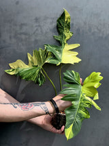 Rare Variegated Philodendron Florida Beauty x Mayoi - Live Plant - Exact Plant - US SELLER