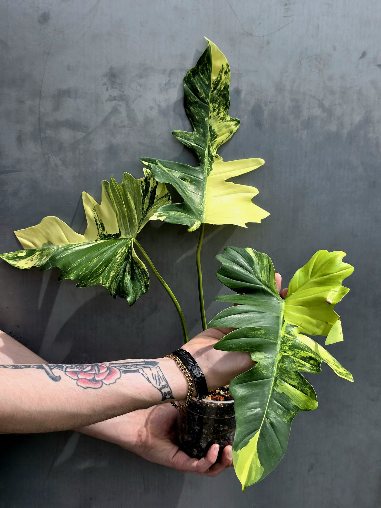 Rare Variegated Philodendron Florida Beauty x Mayoi - Live Plant - Exact Plant - US SELLER