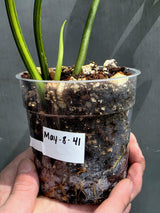Rare Variegated Philodendron Florida Beauty x Mayoi - Live Plant - Exact Plant - US SELLER