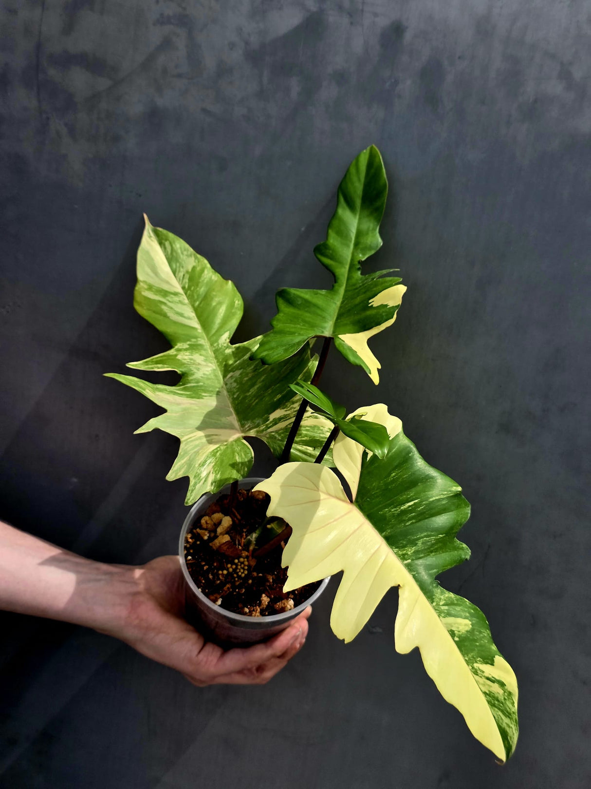 Variegated Philodendron Florida Beauty x Mayoi - Super Rare Plant - Exact Same Plant - US Seller