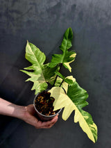 Variegated Philodendron Florida Beauty x Mayoi - Super Rare Plant - Exact Same Plant - US Seller