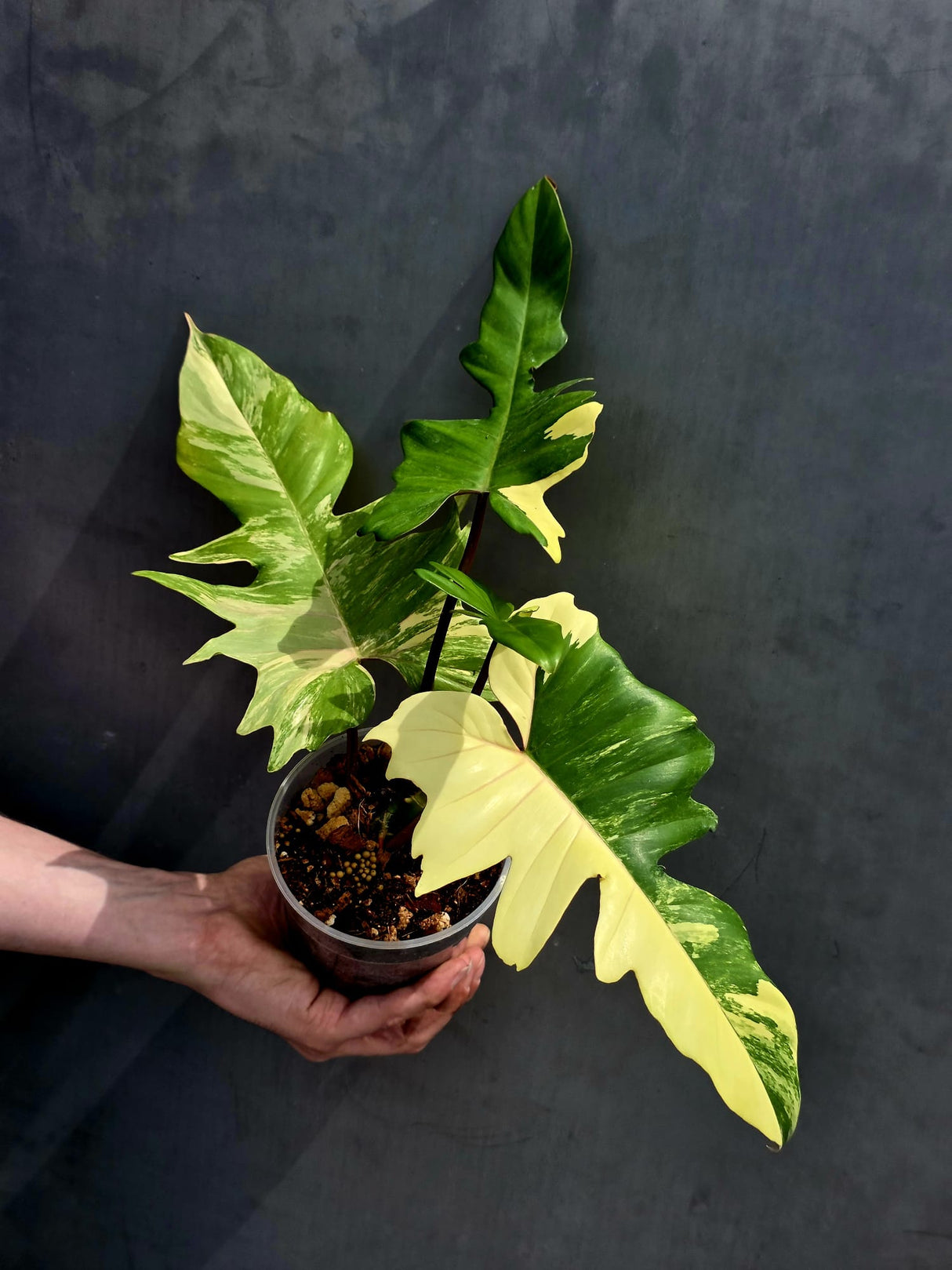 Variegated Philodendron Florida Beauty x Mayoi - Super Rare Plant - Exact Same Plant - US Seller