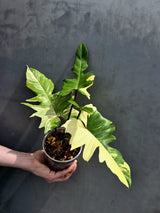 Variegated Philodendron Florida Beauty x Mayoi - Super Rare Plant - Exact Same Plant - US Seller