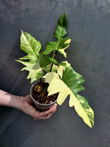 Variegated Philodendron Florida Beauty x Mayoi - Super Rare Plant - Exact Same Plant - US Seller
