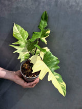 Variegated Philodendron Florida Beauty x Mayoi - Super Rare Plant - Exact Same Plant - US Seller