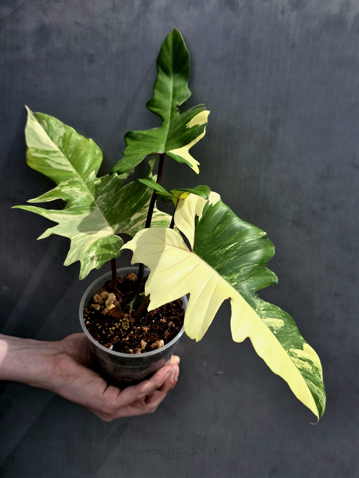 Variegated Philodendron Florida Beauty x Mayoi - Super Rare Plant - Exact Same Plant - US Seller