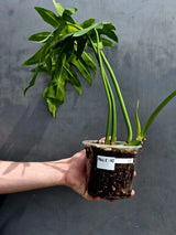 Philodendron Radiatum Variegated Exact Plant - US SELLER Rare - Indoor Rare Plant US seller (Copy)