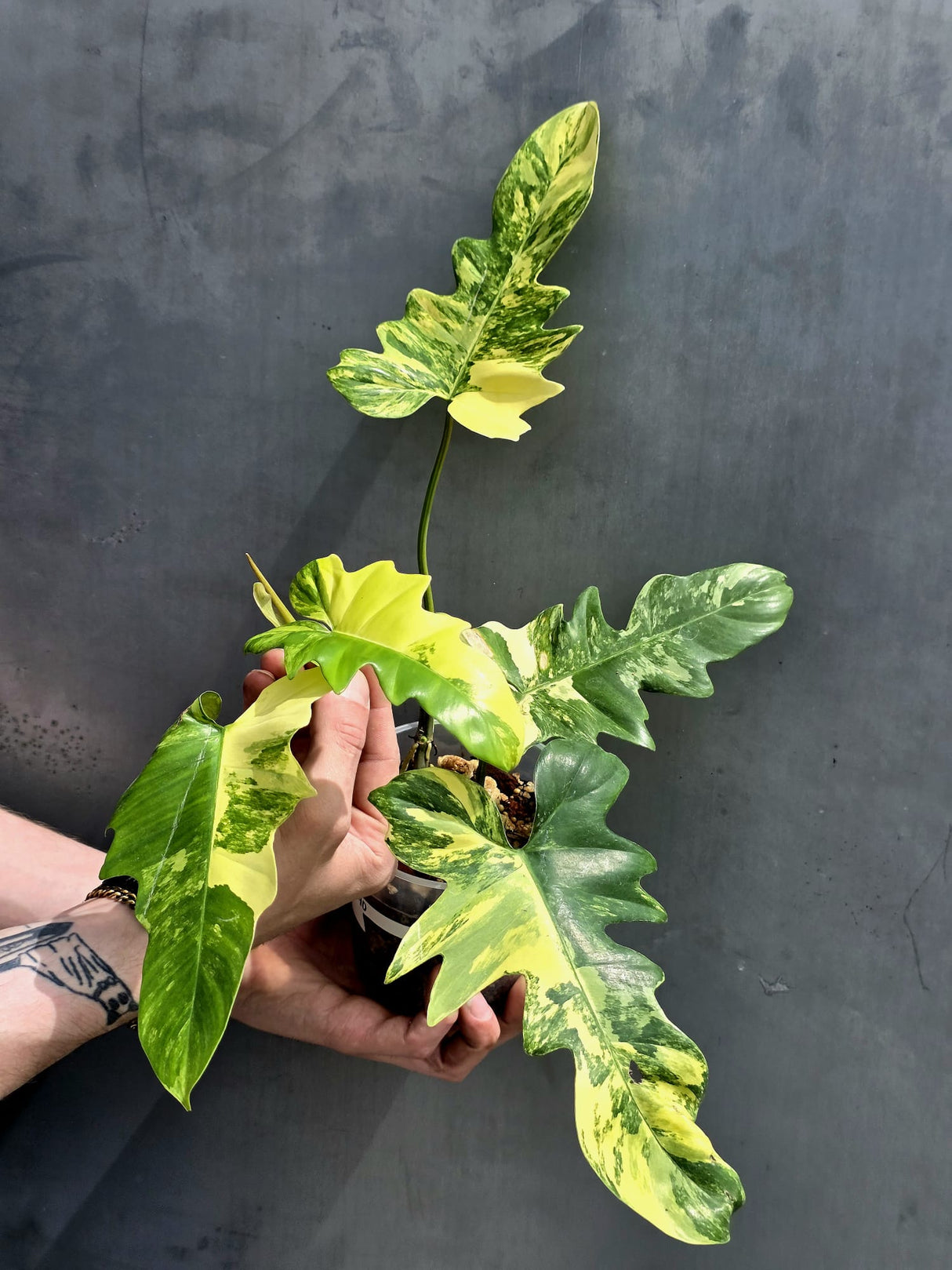 Variegated Philodendron Florida Beauty x Mayoi - Super Rare Plant - Exact Same Plant - US Seller