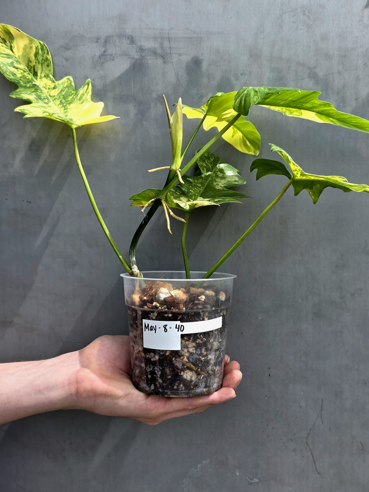 Variegated Philodendron Florida Beauty x Mayoi - Super Rare Plant - Exact Same Plant - US Seller