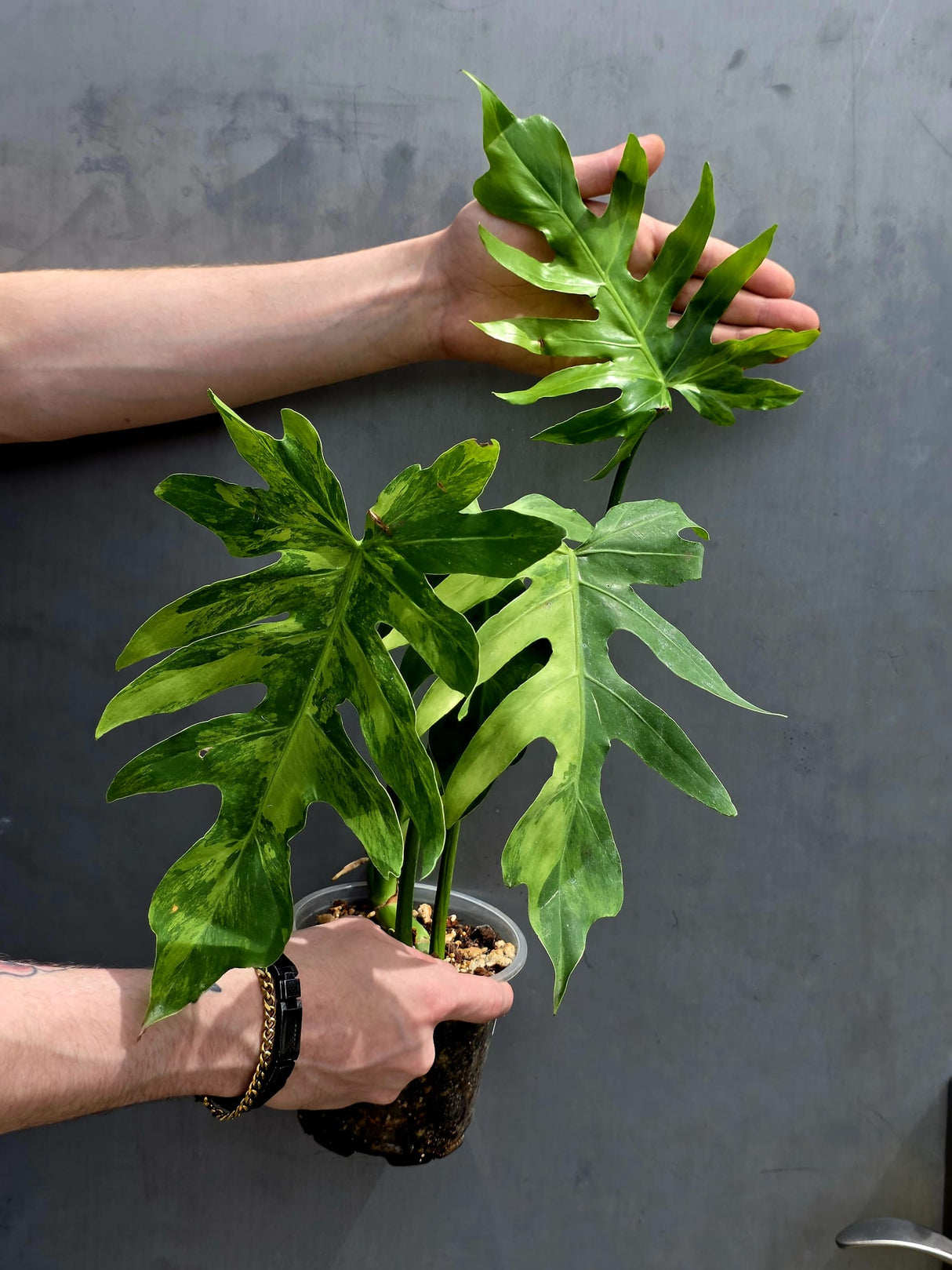 Philodendron Radiatum Variegated Exact Plant - US SELLER Rare - Indoor Rare Plant US seller (Copy)