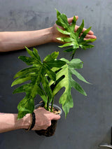 Philodendron Radiatum Variegated Exact Plant - US SELLER Rare - Indoor Rare Plant US seller (Copy)