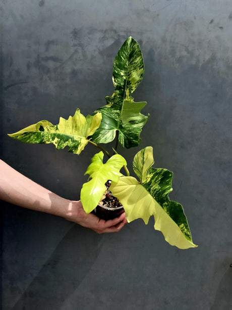 Variegated Philodendron Florida Beauty x Mayoi - Extremely Rare Collector Aroid Live Plant - Exact Same Plant - US Seller