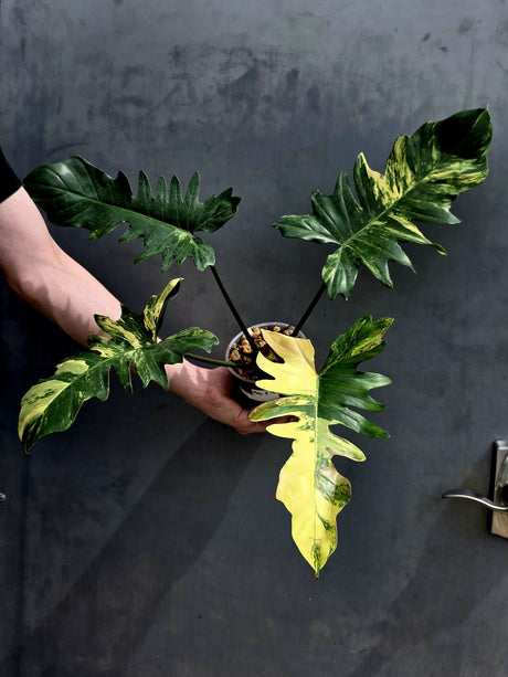 Variegated Philodendron Florida Beauty x Mayoi - Extremely Rare Collector Aroid Live Plant - Exact Same Plant - US Seller