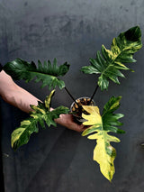 Variegated Philodendron Florida Beauty x Mayoi - Extremely Rare Collector Aroid Live Plant - Exact Same Plant - US Seller