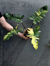 Variegated Philodendron Florida Beauty x Mayoi - Extremely Rare Collector Aroid Live Plant - Exact Same Plant - US Seller