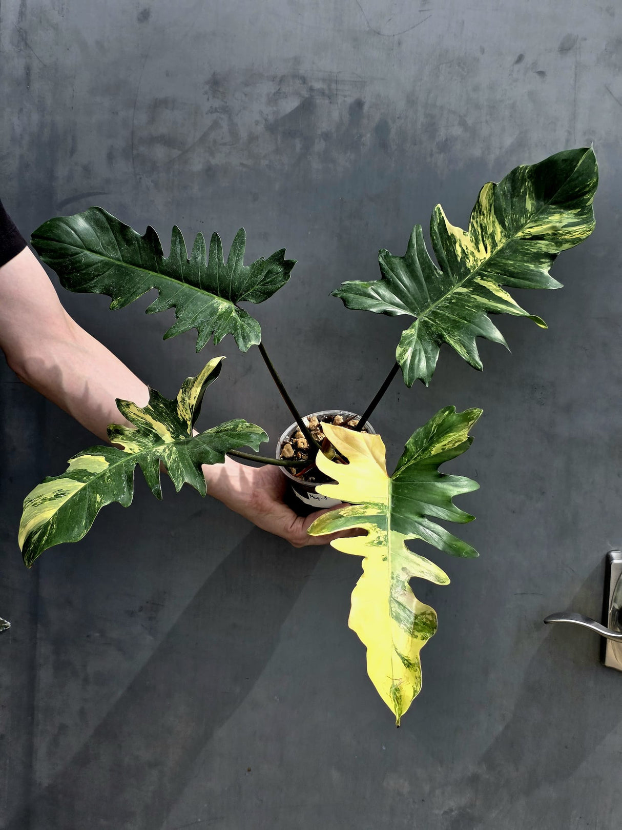 Variegated Philodendron Florida Beauty x Mayoi - Extremely Rare Collector Aroid Live Plant - Exact Same Plant - US Seller