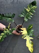 Variegated Philodendron Florida Beauty x Mayoi - Extremely Rare Collector Aroid Live Plant - Exact Same Plant - US Seller