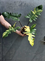 Variegated Philodendron Florida Beauty x Mayoi - Extremely Rare Collector Aroid Live Plant - Exact Same Plant - US Seller