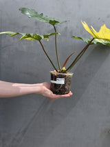 Variegated Philodendron Florida Beauty x Mayoi - Extremely Rare Collector Aroid Live Plant - Exact Same Plant - US Seller