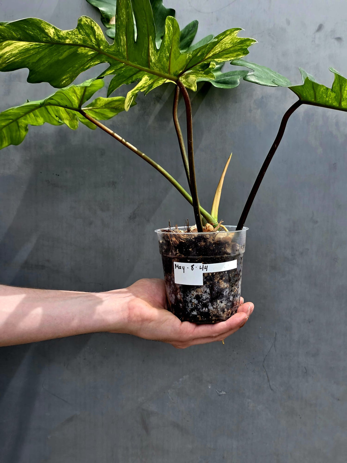 Variegated Philodendron Florida Beauty x Mayoi - Extremely Rare Collector Aroid Live Plant - Exact Same Plant - US Seller