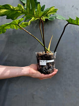 Variegated Philodendron Florida Beauty x Mayoi - Extremely Rare Collector Aroid Live Plant - Exact Same Plant - US Seller