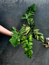 Variegated Philodendron Florida Beauty x Mayoi - Extremely Rare Collector Aroid Live Plant - Exact Same Plant - US Seller