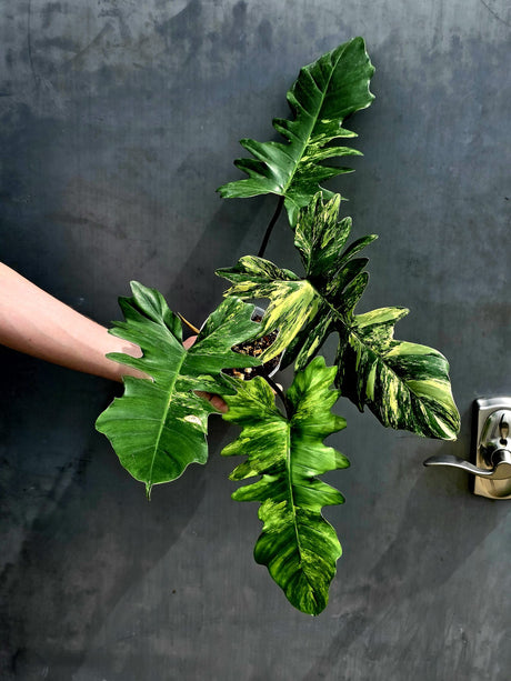 Variegated Philodendron Florida Beauty x Mayoi - Extremely Rare Collector Aroid Live Plant - Exact Same Plant - US Seller
