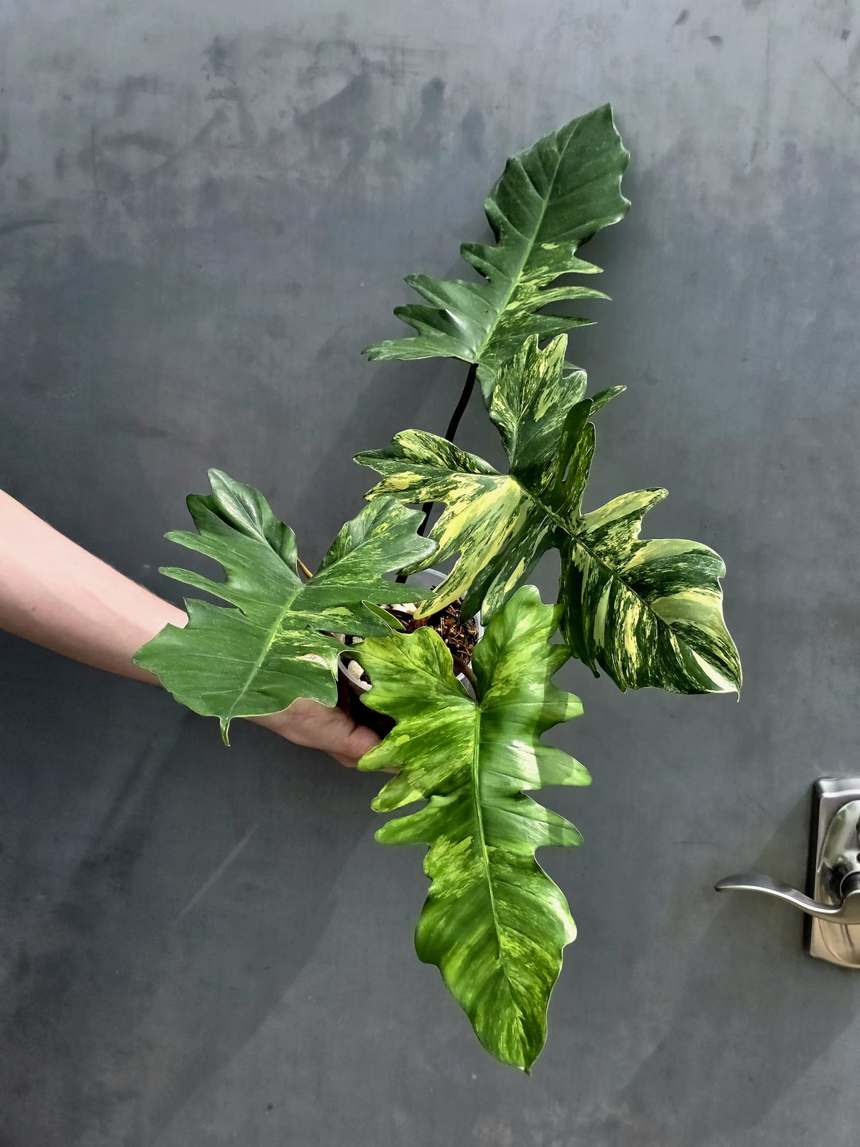 Variegated Philodendron Florida Beauty x Mayoi - Extremely Rare Collector Aroid Live Plant - Exact Same Plant - US Seller