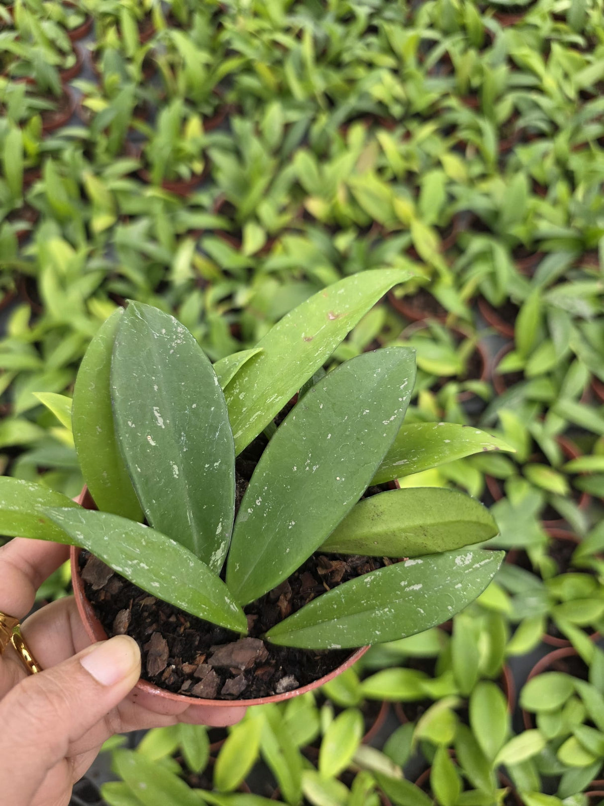 Wholesale 4" Hoya Pubicalyx Splash - Silver Splash Wax Indoor Plant
