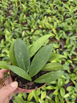 Wholesale 4" Hoya Pubicalyx Splash - Silver Splash Wax Indoor Plant