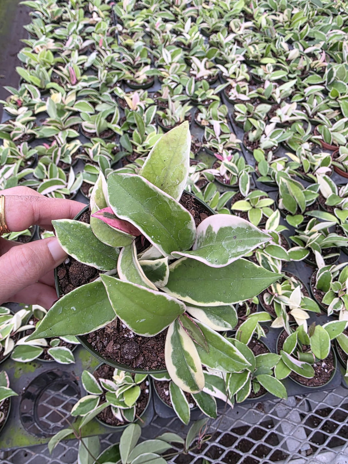 Wholesale 4" Hoya Krimson Queen - Variegated Wax Indoor Foliage Plant