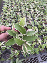 Wholesale 4" Hoya Krimson Queen - Variegated Wax Indoor Foliage Plant