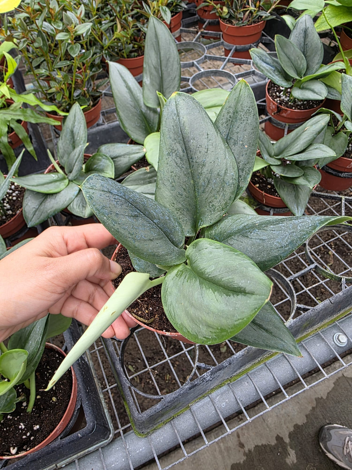 Wholesale 4" Scindapsus Treubii Moonlight - Silver Tropical Indoor Foliage Plant